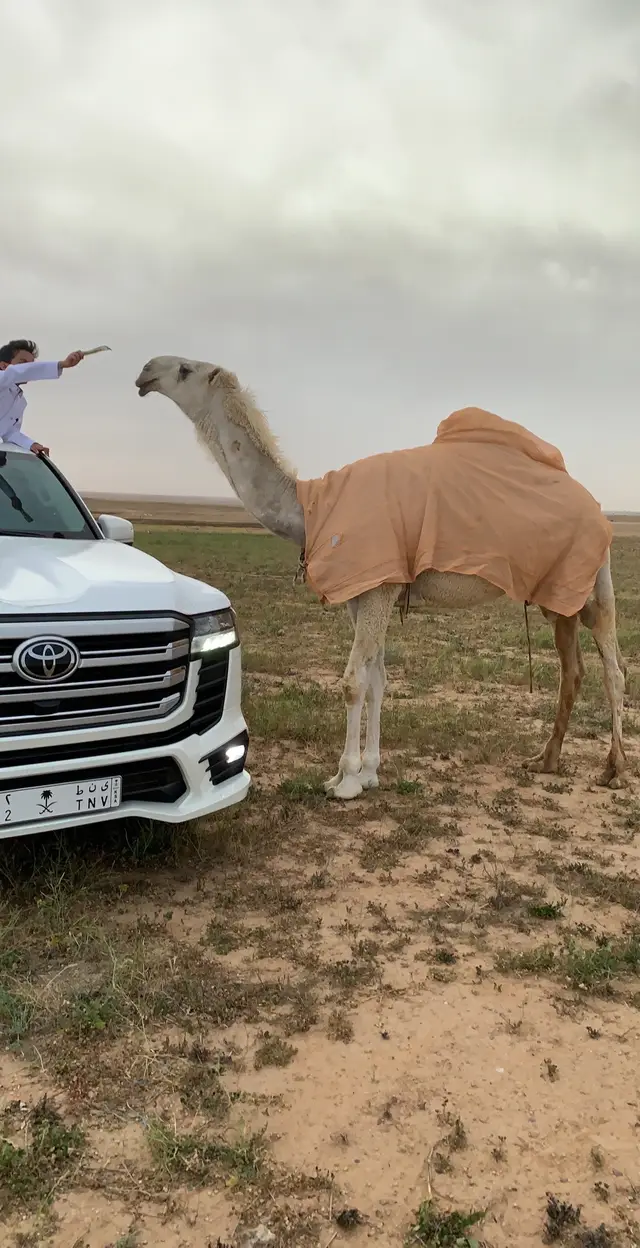 #ملي_خلق_احط_هاشتاق #كسلبور #a #عبدالله_جمعان #البل #لايك #Outfit 