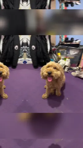 Aww sweet love dogs 🐶 ❤️🐾#mybestfriend #goviral #justdog #dogforyou #dogsoftiktok #blowthisup #foryou #cookieandtysonfudge #dogsoftiktokviral #furyfriendsoftiktok #sweetlovedog🐶💕 