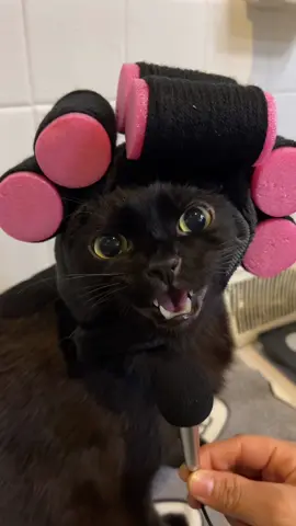 Get ready with booboo #hairrollers #rollers #grwm #talkactivecat #fyp #viral #catsoftiktok #cattok #BlackTikTok #blacktiktok #blackcatsoftiktok #blackcat #cat #hairtok 