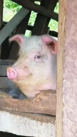 Quay quay, mắc quay lắm hay gì #khoanhkhacdangyeu #heo #petcute #dethuong 