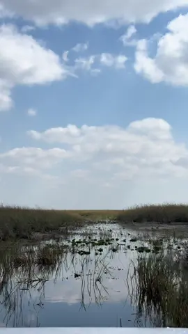 Admin cruisin’ through the Everglades 🐊🛶 #McLaren #F1 