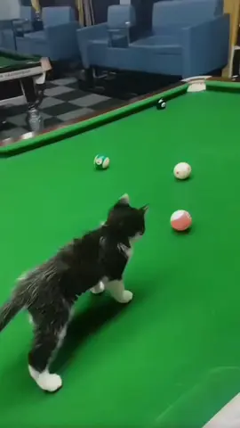 Cat who likes billiards.#usa_tiktok #fouryou #fyp #funnyvideos #tiktok #cat #catsoftiktok #kitten 