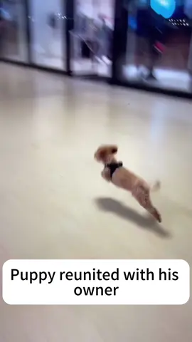 Dogs reunite with their owners.#tiktok #dog #dogs #dogsoftiktok #foryou #usa🇺🇸 