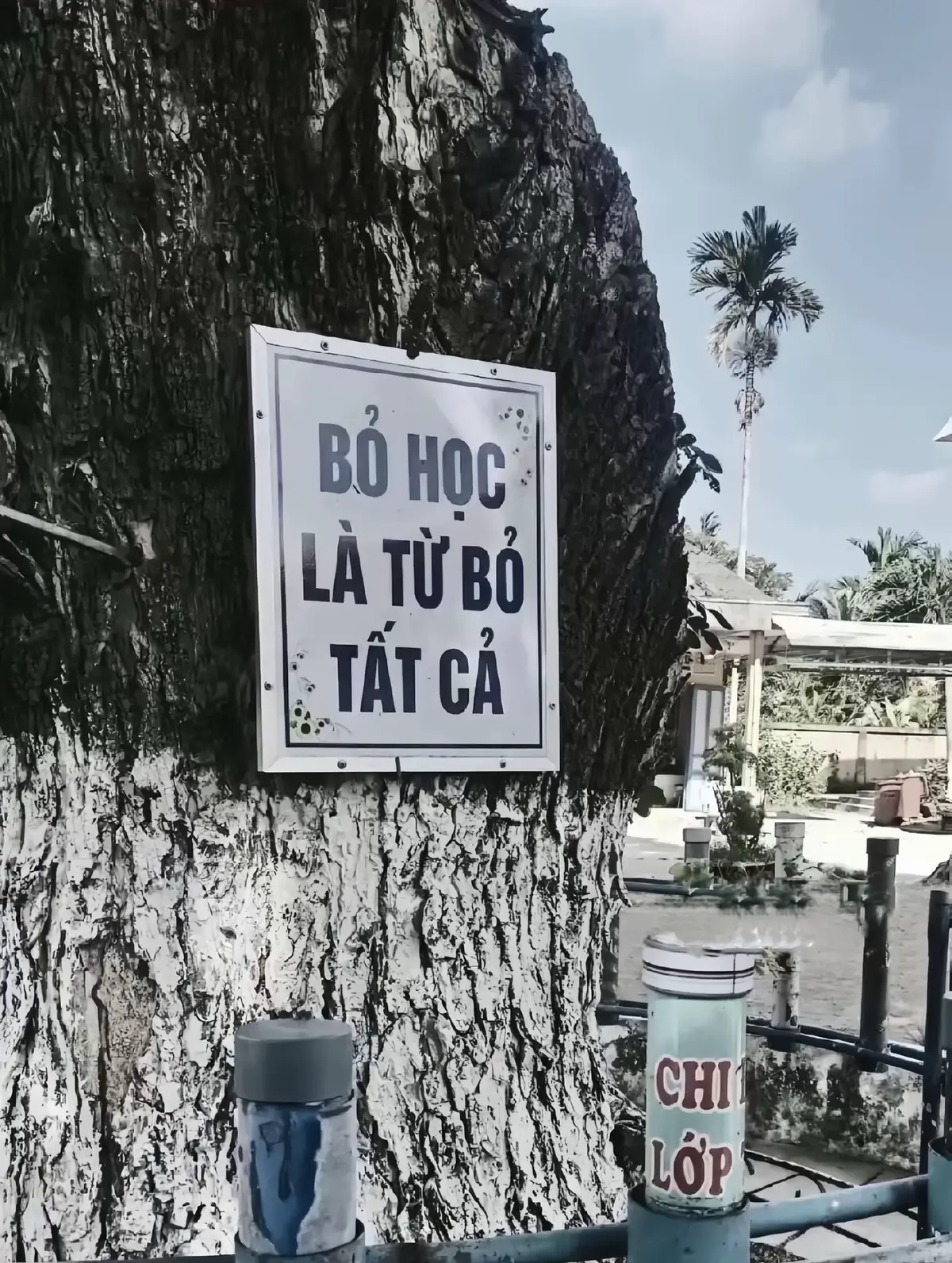 #xuhuong #biphùmỹ #binhdinh #vairal #fyp 