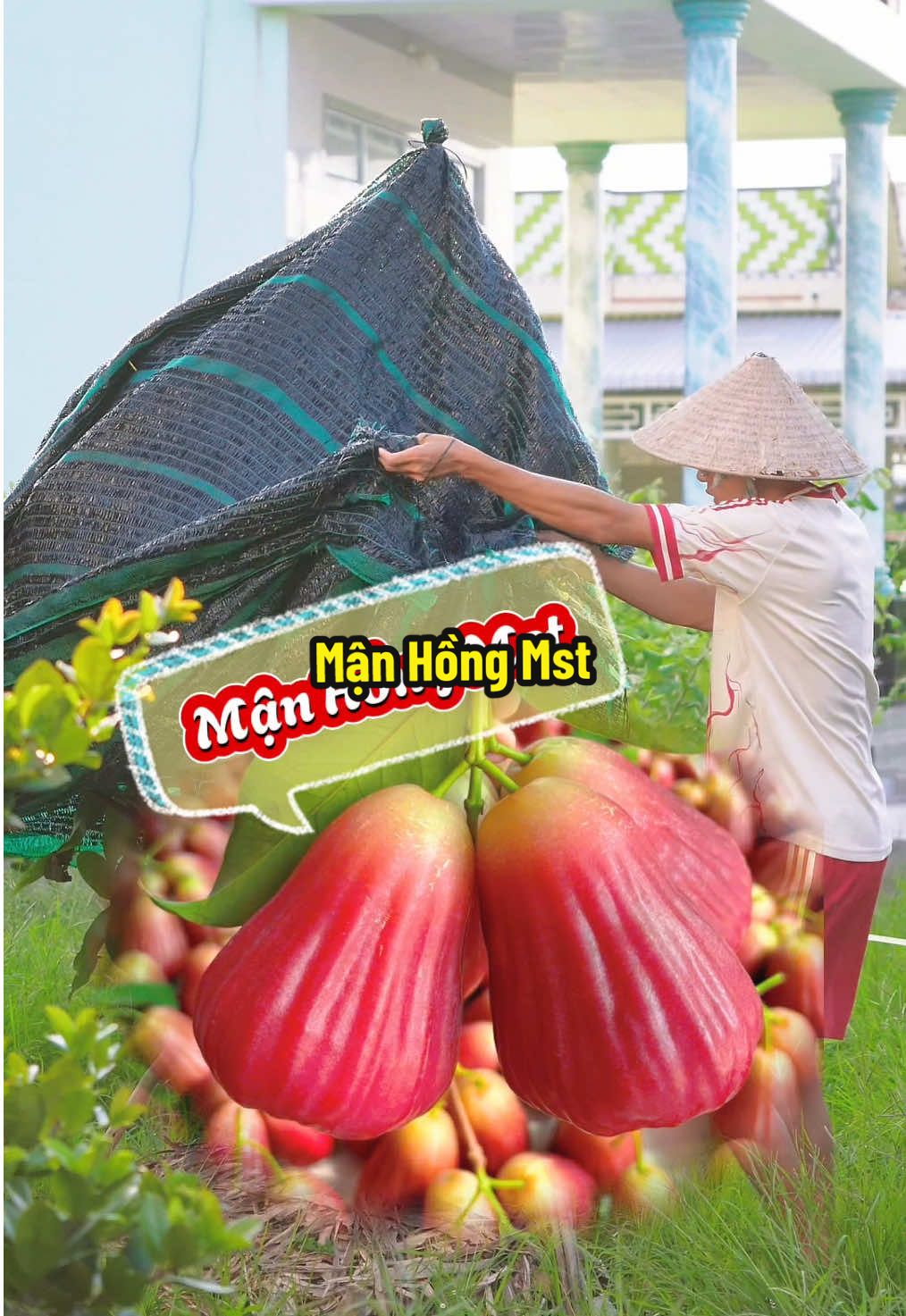 Cây Mận Hồng Mst Trồng Được 14 Ngày Nè #hienonha 