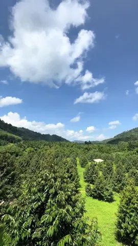 #🩵🌳⛰️#สวนทุเรียนวงษ์พานิช🧑🏻‍🌾 #ทุเรียนใต้ #ทุเรียนชุมพร 
