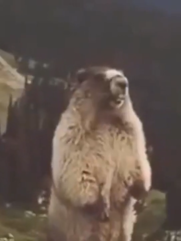 #CapCut intro meme #intro #meme #funny #openingvideo 