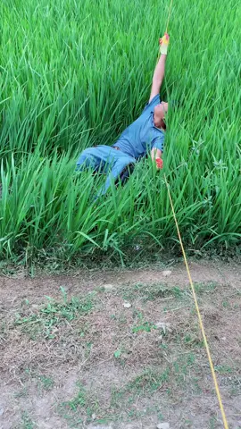 Nếu mà đầu hàng. Bỏ tay ra thì diều bay mất. Ko buông thì người bay xuống ruộng. Ae chơi để ý nhớ vớt lại lúa cho bà con nhé. #dieusaovietnam #hoclamdieu #xuhuong 