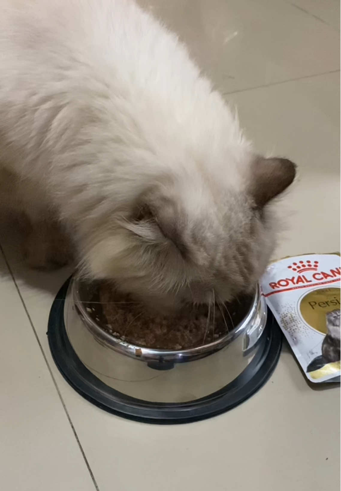 Lucu banget kucing ku Dora kalau makan wetfood Royal Canin Persia Adult maunya di encerin. #makananbasahkucing #wetfoodkucing #royalcanin #royalcaninpersianadult 