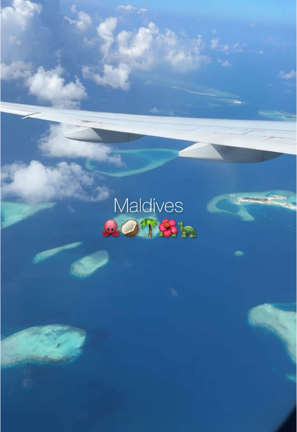 🐙🥥🌴🌺🐢 #maldives #travel #aupair #fyp #turtle #manta #world 