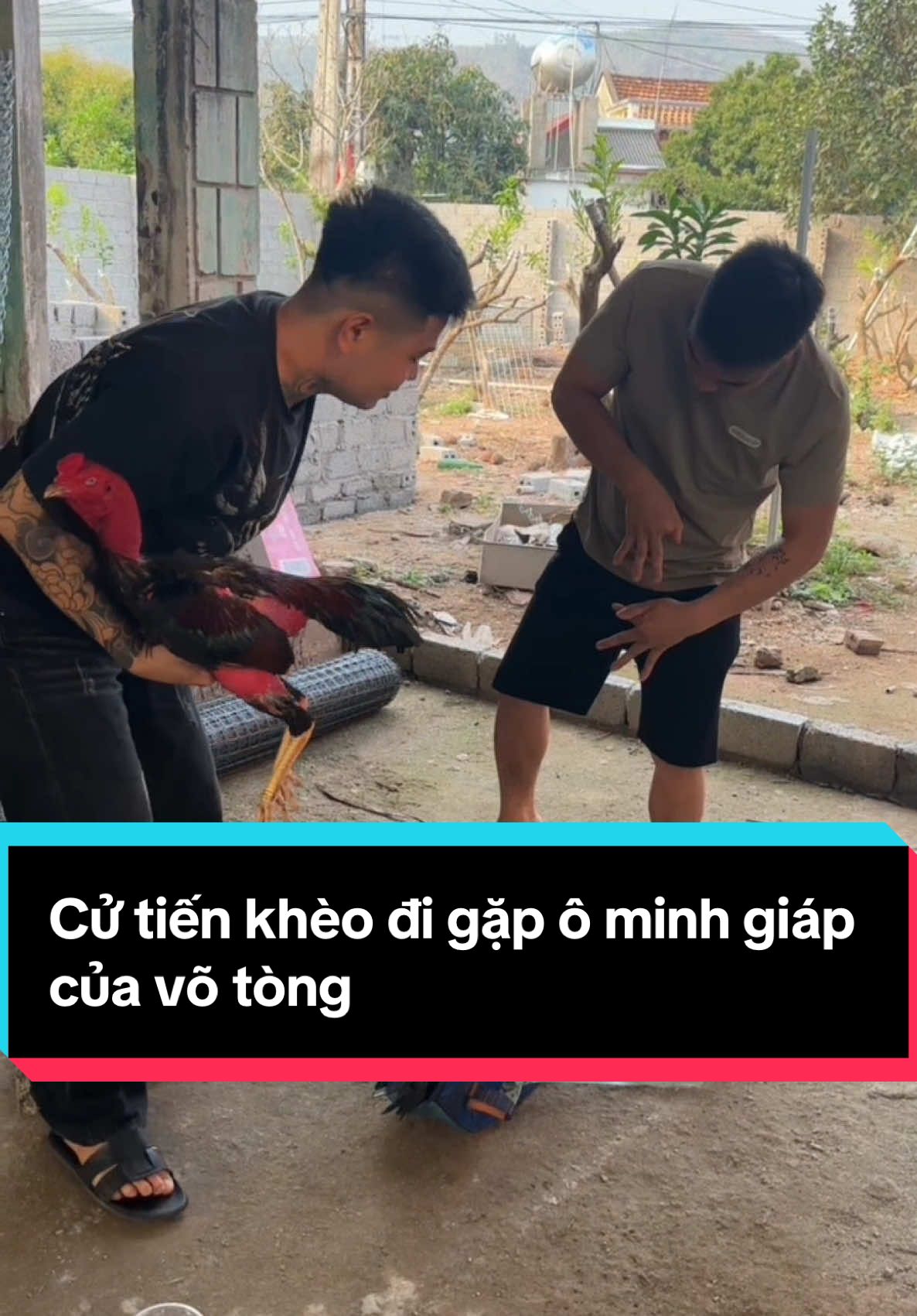 Ô minh giáp cpi tiếp tiến khoè nhé #thinhhanhtiktok #gachoithailan #gà_chọi_việt_nam #canhcu 