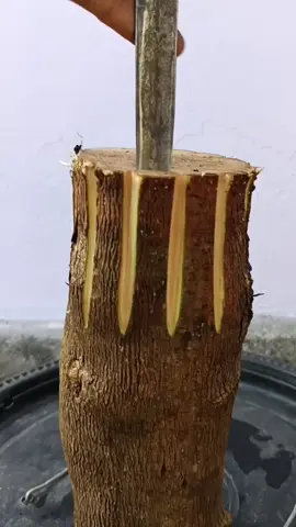 tutorial pecah sisip sancang jumbo #programBonsai #BelajarBonsai #bonsaisancang 