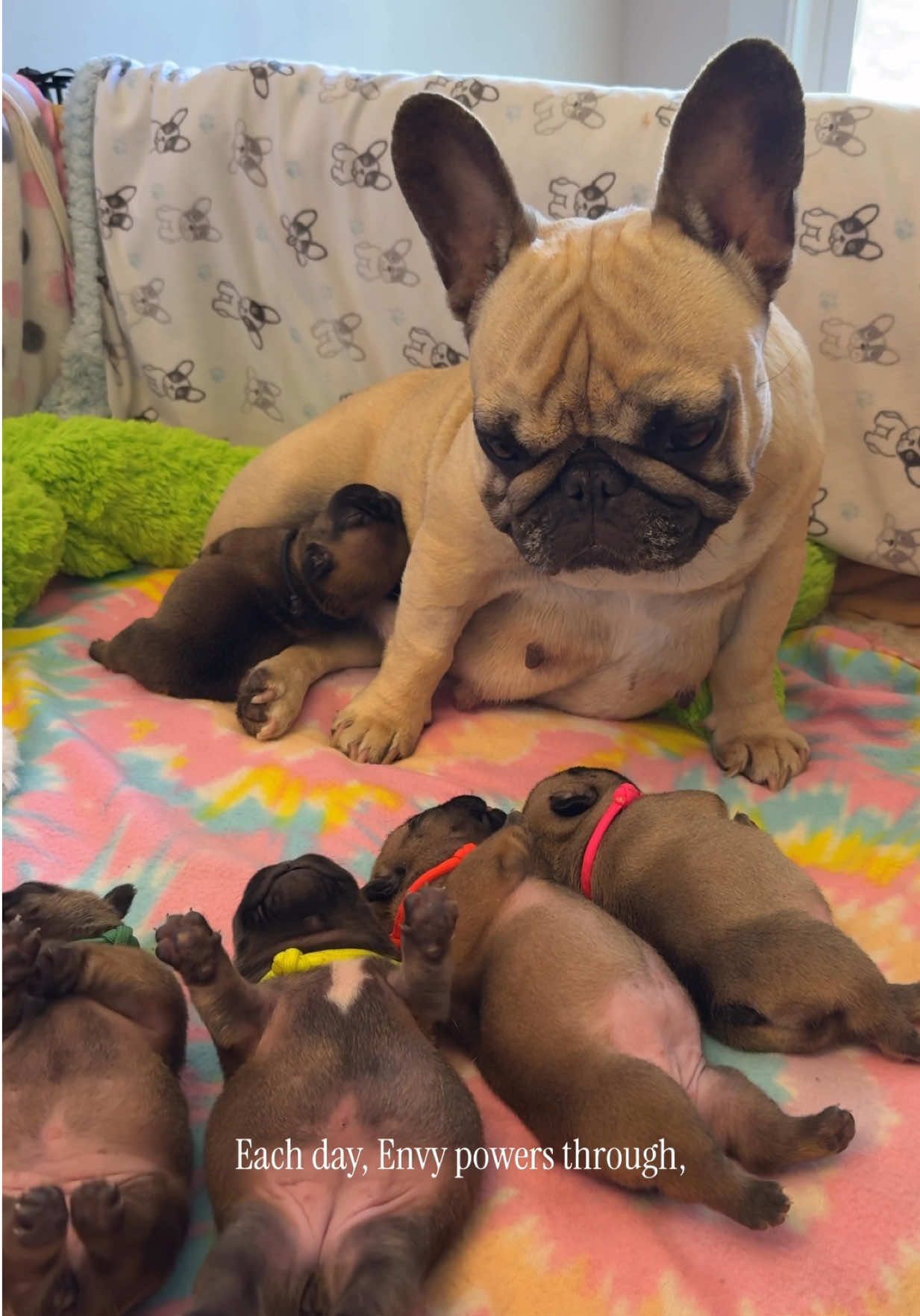 Envy would like to formally apply for the position of “bestie”… despite being dragged by the narrator, slandered as a loaf, and accused of snack hoarding 🍟 She insists she’s not grumpy, just sleep deprived and deeply committed to her tiny squeaky potato army 🥱  Drop a kind word in the comments or a snack emoji… she’s hanging on by a thread 😂