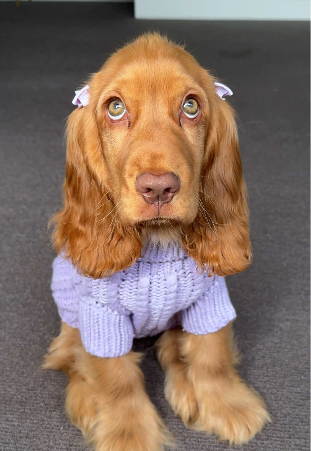 Those green puppy dog eyes!!🥹 #puppy #cockerspaniel #dogsoftiktok #puppylove #cutepuppy 