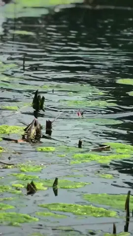 sampe terbang  #casting #masukberanda #castingikangabus #pancingikan #ikangabus #castingikan #gabusbabon #tangkapikan 