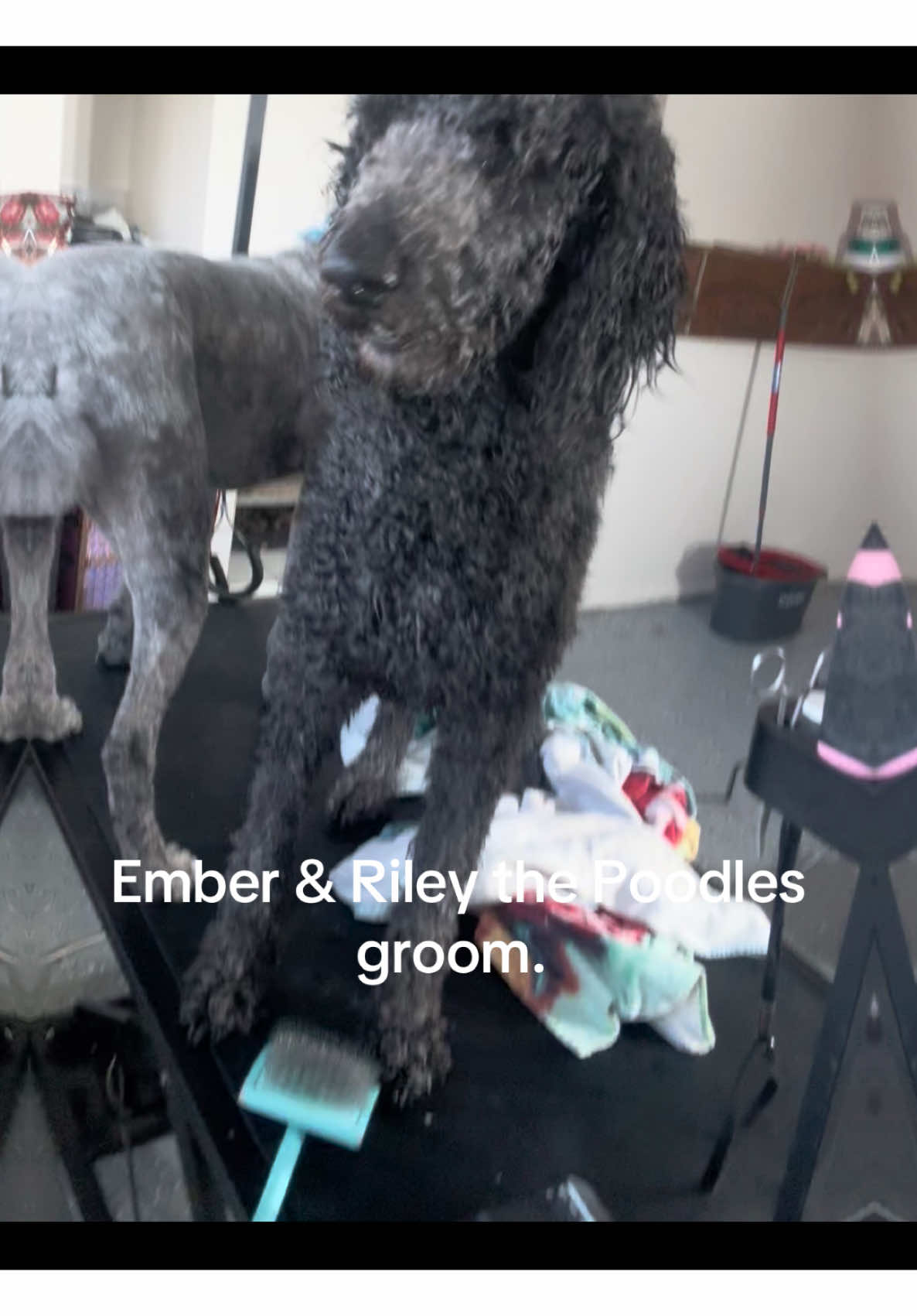 #poodlesoftiktok #petcare #grooming #groomerlife 