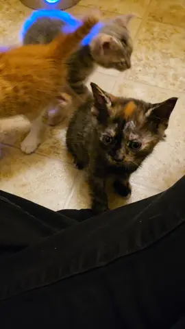 The kitties say thank you!!! #fosterkittensoftiktok #catlovers #adoptdontshop #catsoftiktok 