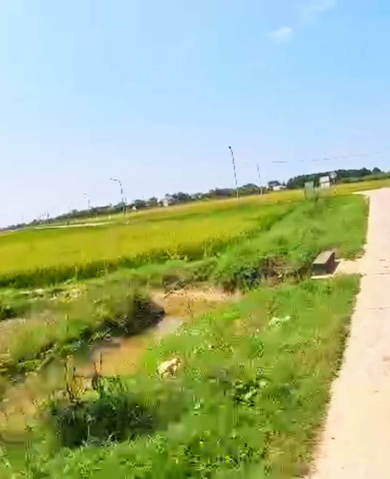 Chim ưng săn cò cực đỉnh #thuongchoichim #70tayninh #crestedgoshawk 