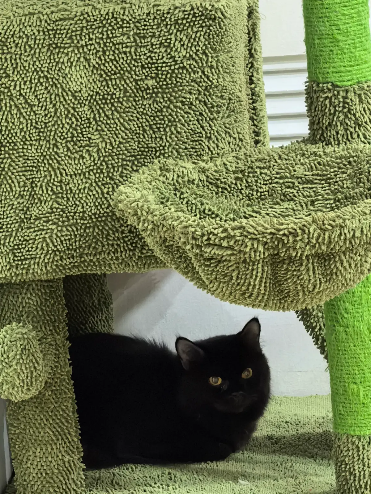 #hades #bigbonedpersiancat #persiancat #newfurbaby #indoorcat #felin #black #blacklovers #fyp #highlights #fypシ゚ 