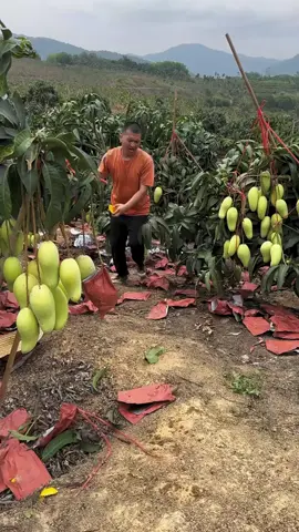 #asmr #fruit #fruits