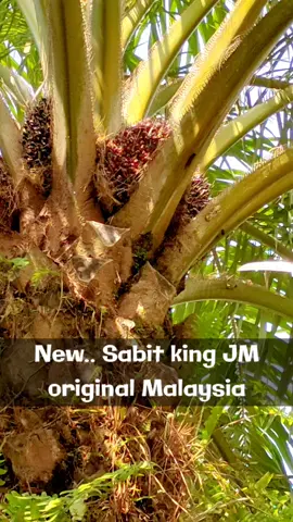 King JM original Malaysia ketajaman tanpa di ragukan lagi #dodoskampung #kingjm #palmoilindonesia 