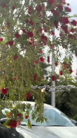اذا لقيت الخير بغيرنا انسى خيرنا مسامحينك ✋🏻🖤#عبدالله_ال_فروان #درب_سلامه #مالي_خلق_احط_هاشتاقات🧢 #تصميم_فيديوهات🎶🎤🎬 #تصويري📷 #لايك__explore___ #حزينةtiktokحالات😭💯💯💯😭 #حبيت #الطفيلة_الهاشمية #جنوبية #بنت_البلد #تصويري_احترافي_الاجواء👌🏻🕊😴 #لايك #طفيلية 