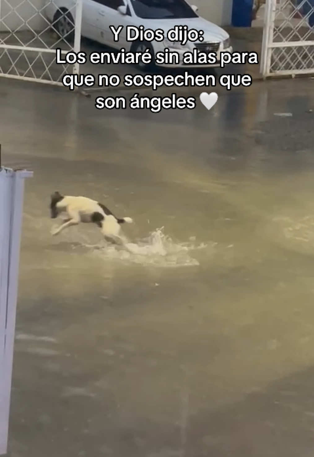 No nos merecemos esos angelitos 🥲 #perritos #paratiiiiiiiiiiiiiiiiiiiiiiiiiiiiiii #perritoscallejeros #doglovers 