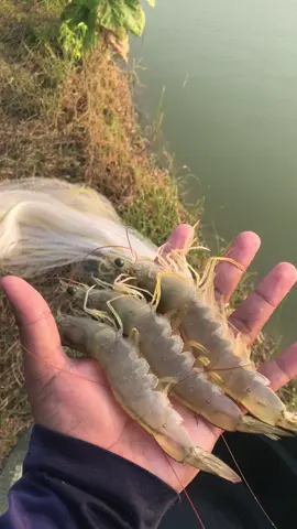 H-12 menuju panen total #petanimuda #tambakudang #udangvaname #tambaktradisional #lamongan 