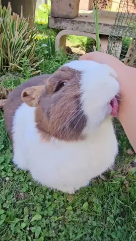 What an absolute Lovemuffin 🥰 #InFiniteKisses #bunny #rabbit #cute #pet #kaninchen #usagi #bunnylove #kaninchenliebe #lapin #conejo #bunnylover #petoftheday #CapCut 