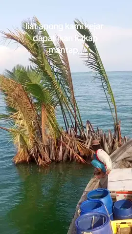gak sengaja melihat apong  di laut kami singgah memancing tau tau dapat ikan