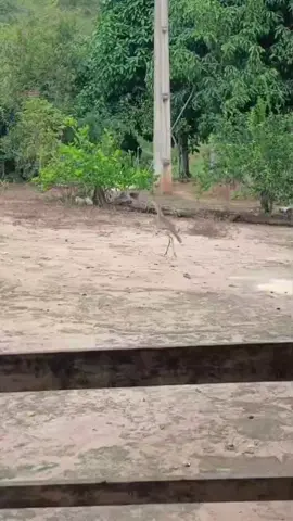 sou uma dona de casa e mãe solo tentando viralizar aqui na plataforma posso contar com você?#compartilha #vidaroca #salva #tentandoviralizar #tudoquefizernomeuvideoeufaçonoseu #meajude #meseguepovo @Leide Braga 