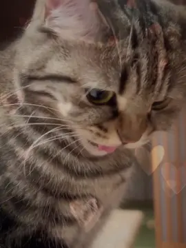 do u have sunburn??? #relatable #meme #catsoftiktok #fyp #joke #vro #trending 