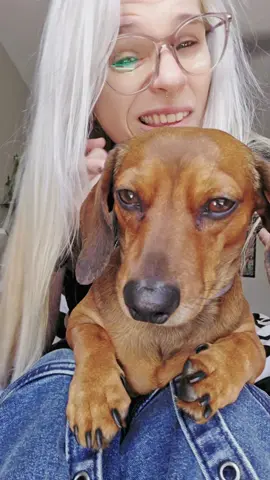#David #daschund #notjustadog 