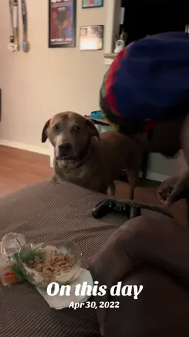 #onthisday Hudson has always been very vocal about his needs #dog #comedy #vocaldog #talkingdog #viralvideo #fyp #funnydog #rescuedog 