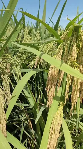 Sipadi petani padi unggul #cinta #ilmu #pertanian #petanimuda #padiunggul #farmer #farm #rice #F1 