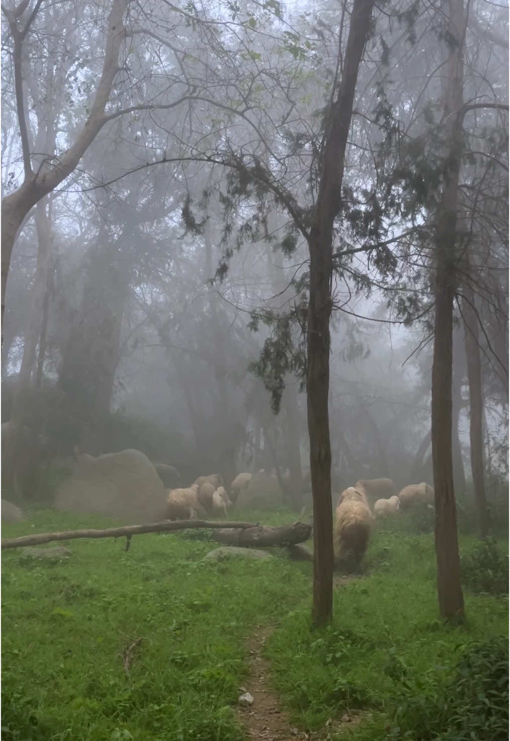 جمال حياة الريف في الباحة 🍃. #albaha #explore #الباحة #الباحه_الان 