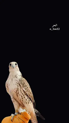 #أكسبلور_شعر_حكم_خواطر 
