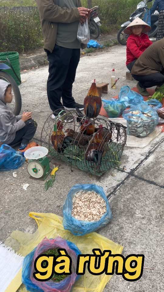 gà rừng