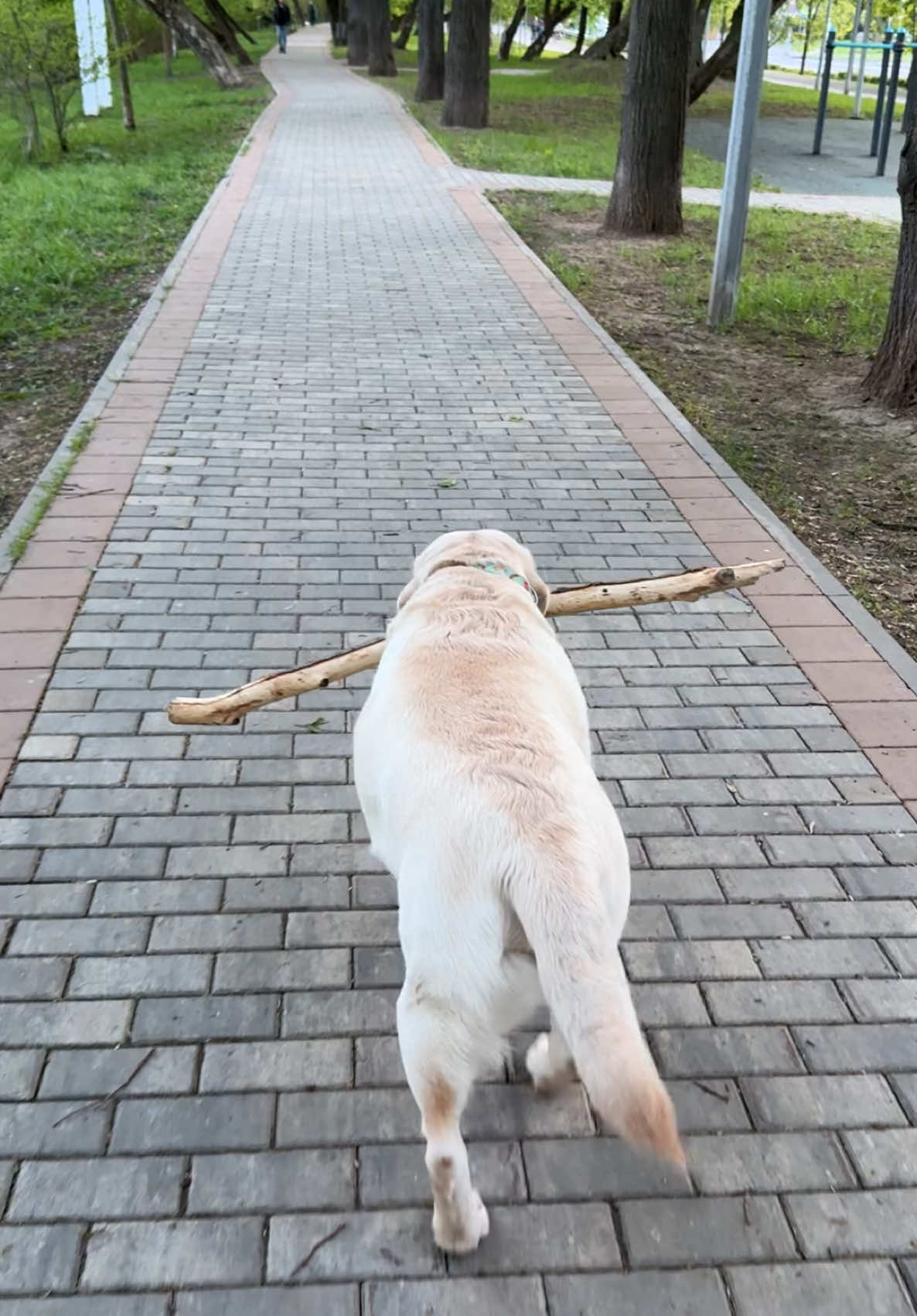 “It’s been so long since we posted a video, the trees have grown their leaves already! Hi everyone!” #labrador #labrosam