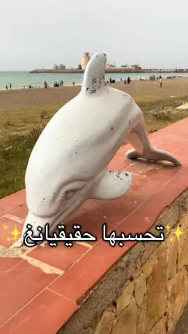 #الشعب_الصيني_ماله_حل😂😂 #الشلف #اكسبلور 