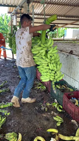 #bananafish #banana #agro #agronomia 