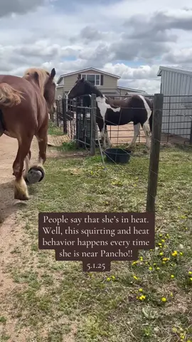 #peanut #PanchoAndPeanut #HorseBehavior #HorseInformation #HorseVideos #horseLife #ProudCutGelding #RescuingHorses #BelgianHorse #DraftHorse #RescuingSeniorHorses #RescuingAnimals #ForYou #ForYouPage #PrayersForPancho