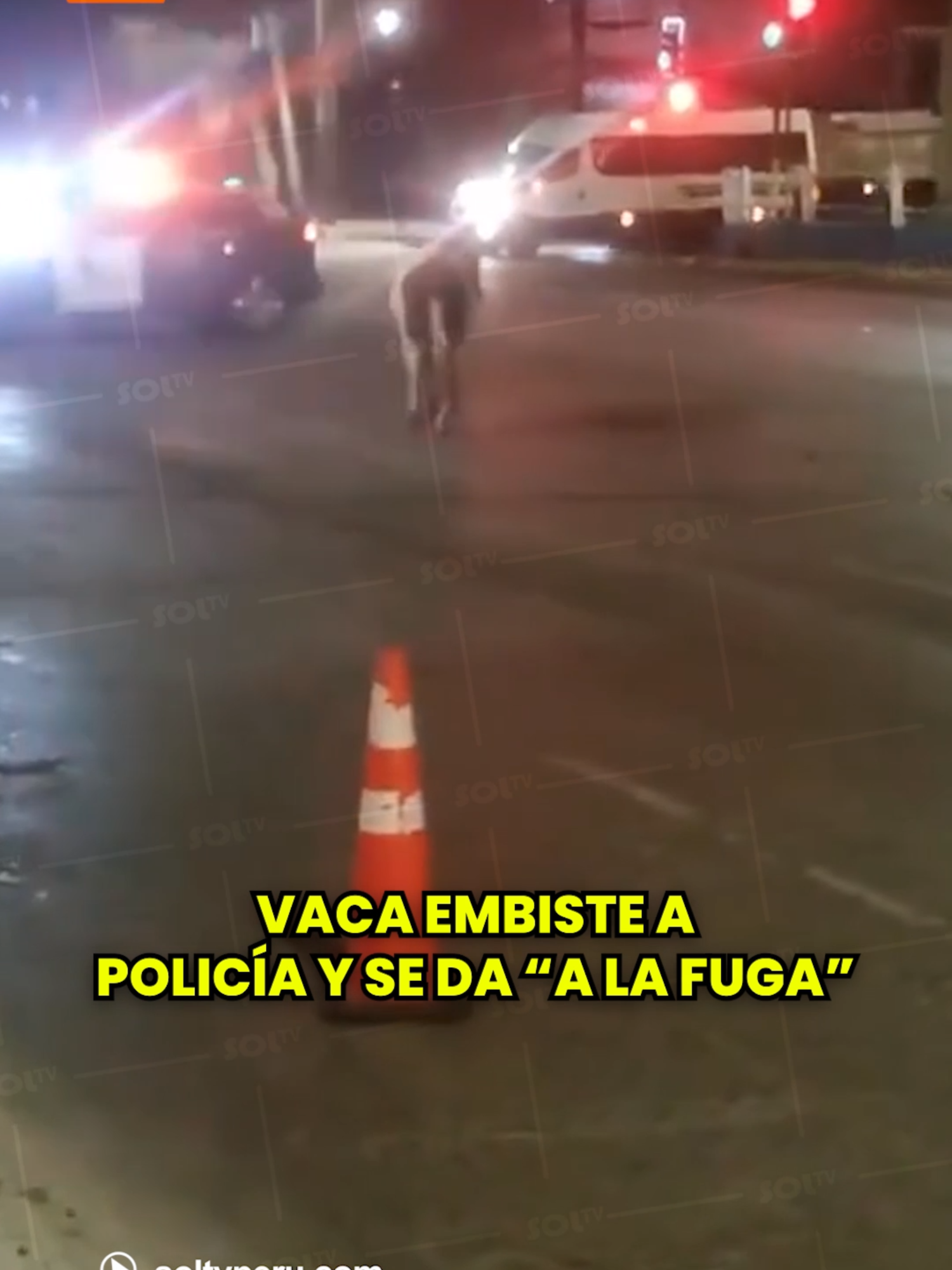 🐄🚨#Chile I ¡VACA FUGITIVA! Un funcionario de Carabineros resultó con lesiones leves tras ser embestido por una vaca en la vía pública de San Bernardo, en la región Metropolitana de Chile. El hecho, registrado en video y viralizado en TikTok, ocurrió en la intersección de las avenidas América con Lo Blanco, cuando personal policial intentaba contener al animal que deambulaba entre los vehículos. En las imágenes se observa cómo un patrullero bloquea el paso de la vaca para evitar un accidente mayor. Al intentar capturarla, un carabinero descendió del vehículo, momento en el que el animal lo embistió, haciéndolo caer al suelo, mientras la vaca escapaba del lugar. De acuerdo con información policial, el funcionario solo presentó heridas leves y no requirió mayor atención médica. El animal fue finalmente capturado y devuelto a su propietario, mientras las autoridades investigan cómo llegó a transitar libremente por la zona.