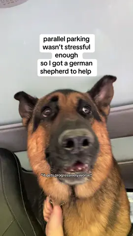 It’s like having parking assistance but he doesn’t care if you hit anything as long as you park as fast as possible #germanshepherd #gsd #bigdogs #bigbaby #whine #cry #crybaby #stressful #fyp #foryoupage #relatable #help #helpful #ForYou 