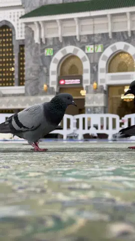 #عيوش_ابنة_الحرم_المكي 