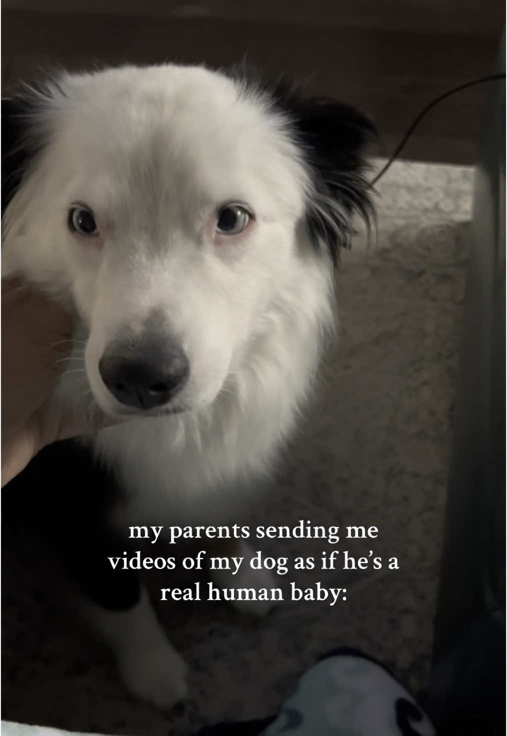 “say good morning!” girl he can’t #dog #dogtok 