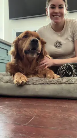 Introducin my golden retriever gryff wiggling his ears! 🐶🐾 #petlover #dogmom #fyp #foryou #foryoupage #trending #viral #petparents 