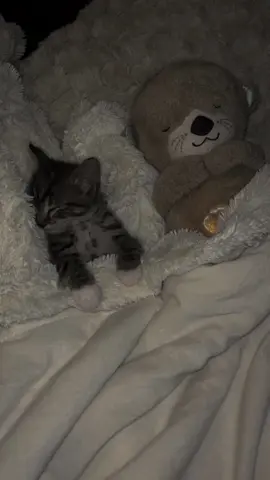 #kitten #catsoftiktok #cutecat #sleep 