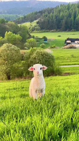 Cute baby lamb 🐑🏔️🫶🏼🇵🇱#PetsOfTikTok #babylamb #sheep #babysheep #cuteanimals #poland #fyp #foru 