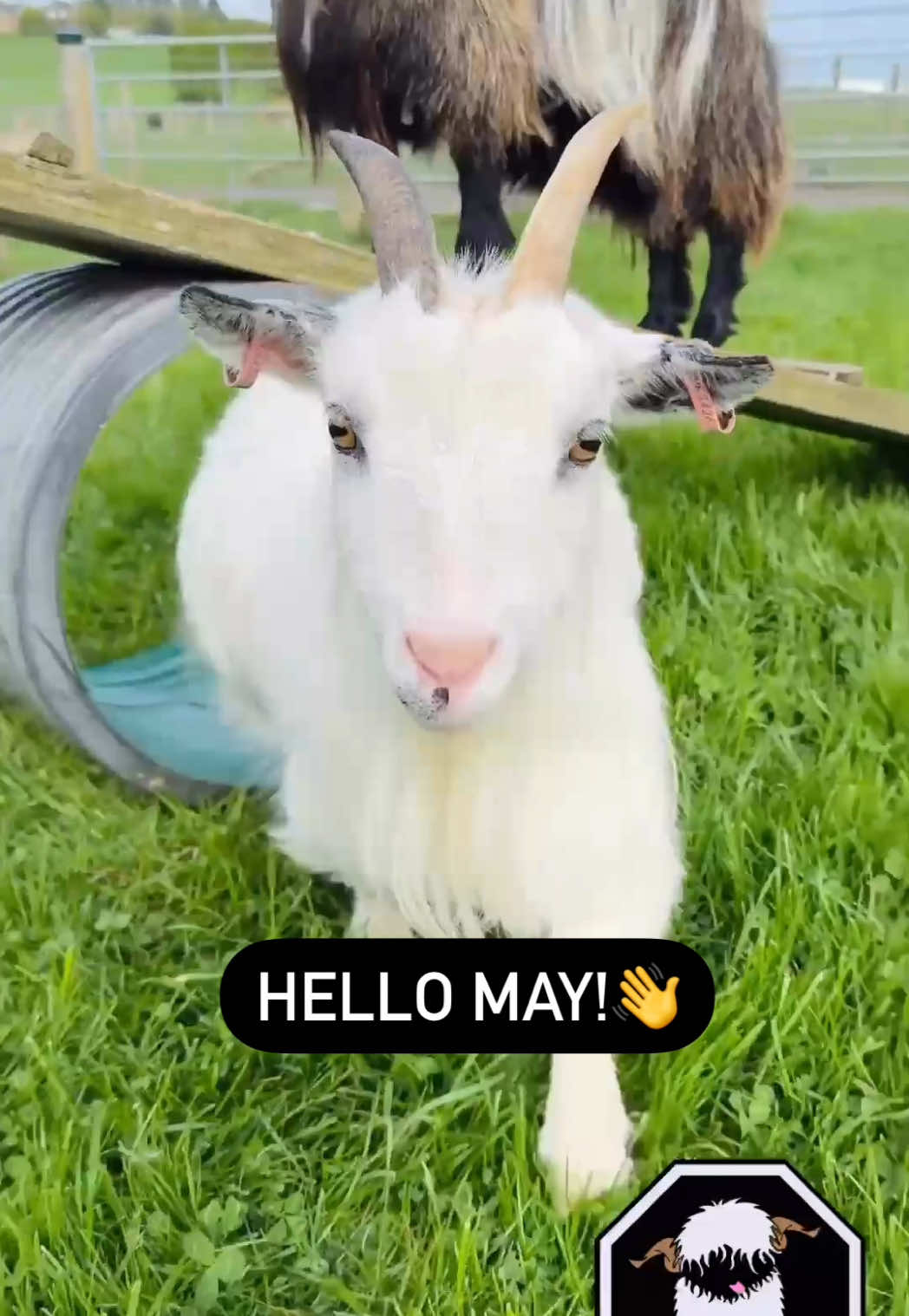 👋 HELLO MAY! 👋  Love from May, our Pygmy Goat 🐐  💛 BOOK NOW at: www.farmstop.co.uk 💛 #FarmStopAberdeenshire #VisitAberdeenshire #VisitScotland #FarmTours #FarmExperience #Cuteness #Goats #PygmyGoats #GoatLove #May #fyp 